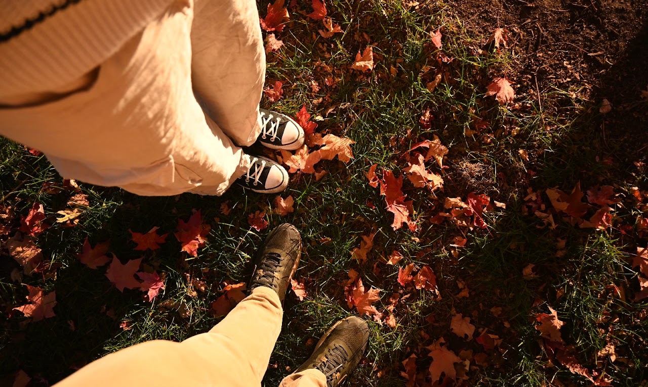 Autumn leaves in a park
