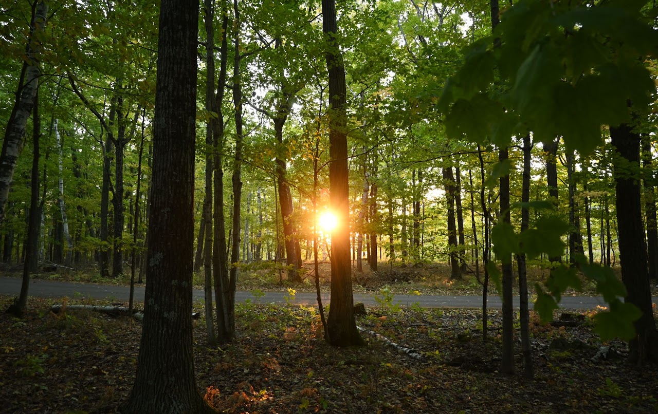 Sunlight through a wooded landscape