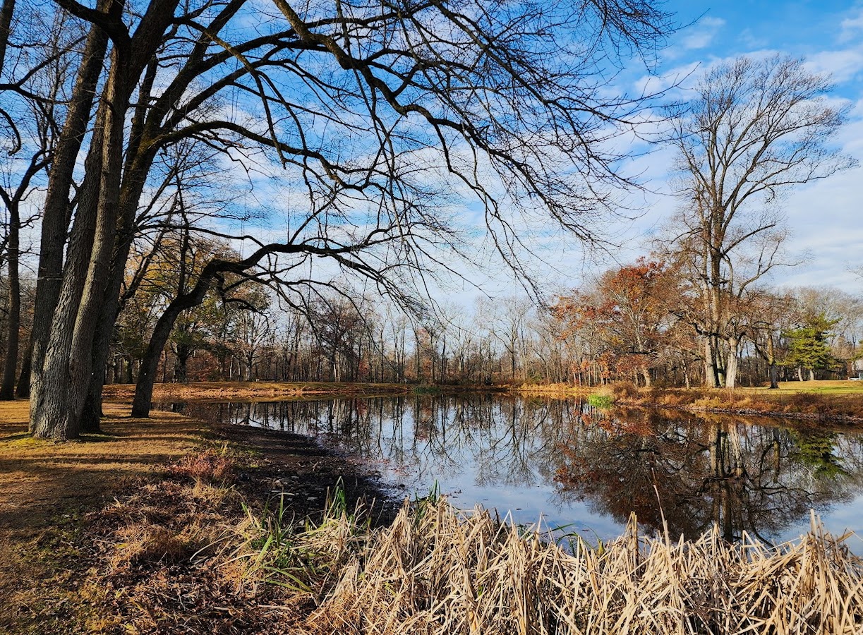 Trees reflected in a quiet pond