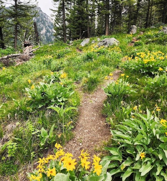 Wildflowers among green grass
