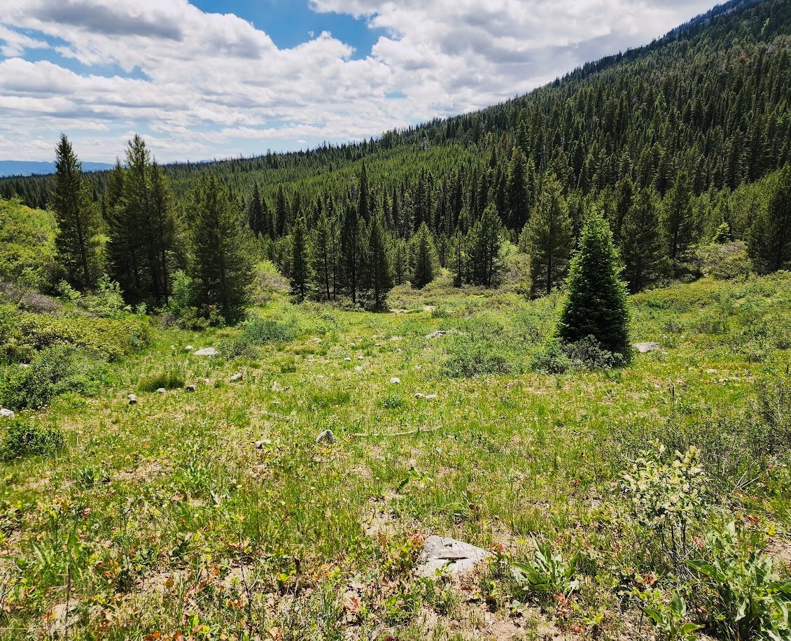 Open alpine meadow