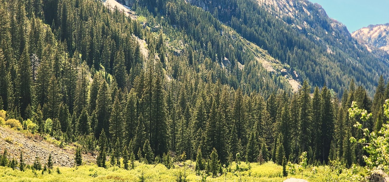 Mountain valley and evergreen forest