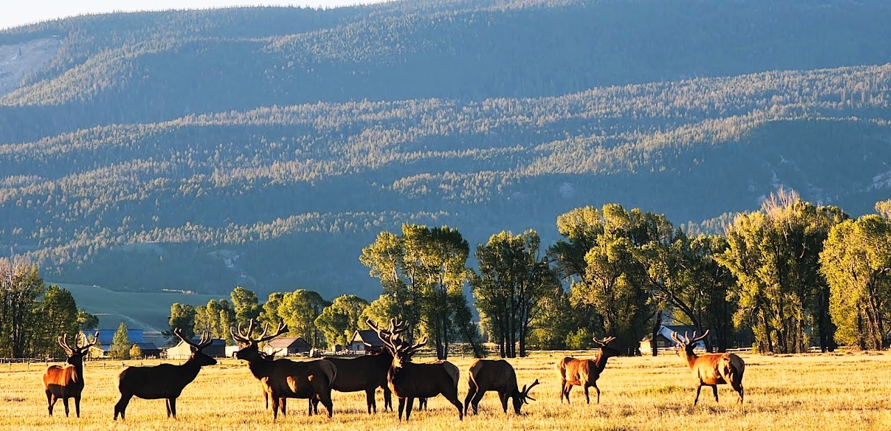 Horses crossing an open plain
