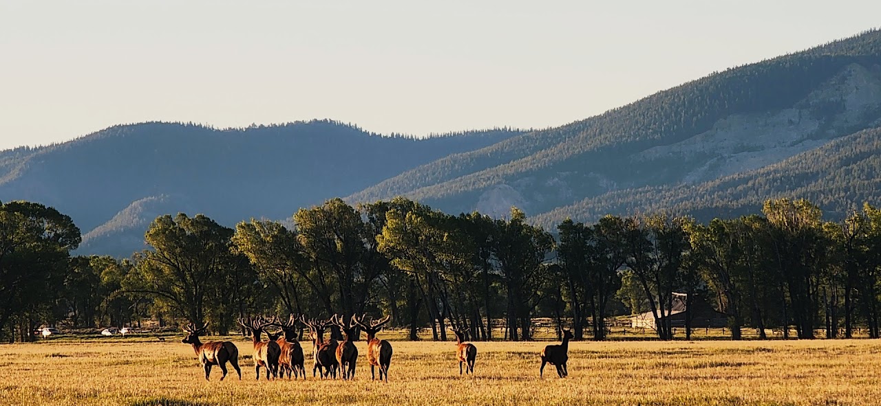 Elk in a broad mountain landscape